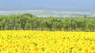 Mount_Fuji_and_sunflowers_at_HananoMiyako_Park_in_Yamanashi_prefecture.