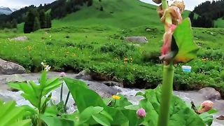 Pin_de_DOMENICO_em_FANTASTIC_NATURE,ANIMALS_[Vídeo]_em_2023_|_Lindas_paisagens,_Natureza_incrível,_Paisagens_incriveis.