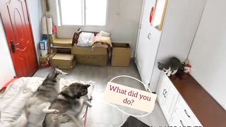 Funny Cat & Funny Dogs video Compilation