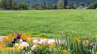 Natural video 32
