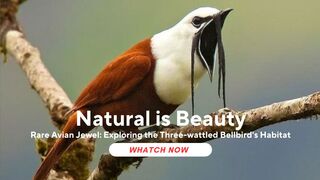 Rare Avian Jewel: Exploring the Three-wattled Bellbird's Habitat