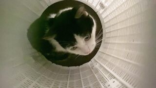 Kucing lucu 53