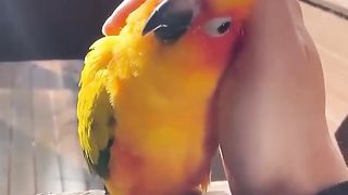 Sun Conure _ The Brilliant And A Beautiful Parrot