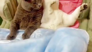Sweet Cats 2