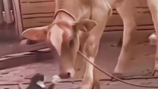 Cats are strong 2