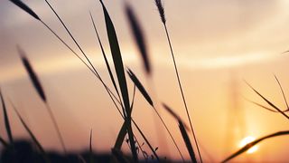 "The Magic of Sunlight: Journeying in Nature"