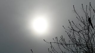 "Radiant Nature: A Sunny Day"