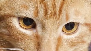 Funny cat. 2