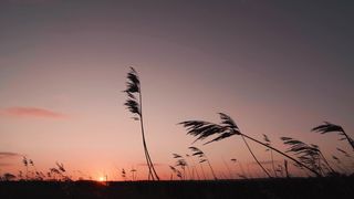 "Nature's Sunlit Symphony"