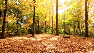 "A Day in the Sun: Nature's Splendor"