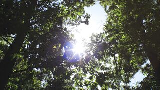 "Chasing Sunrays: Nature's Radiant Delights"