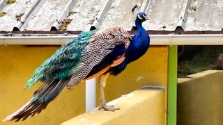 Beautiful Birds in World | Nature healing | Feel Positive | #birds #peacock #nature #febspot