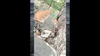 Funny cat 221