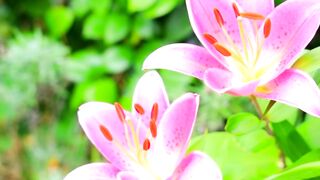 Beautiful Clean Nature View | 4K Nature | Relaxation | Beautiful Flowers | #febspot #nature
