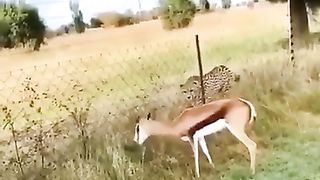 Grate video