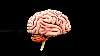 how to make your brain smart