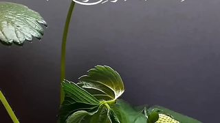 Surah ikhlaas