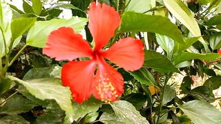 Deep Relaxation | Earth 4K | Sleeping and Meditation | Amazing Flowers | #nature