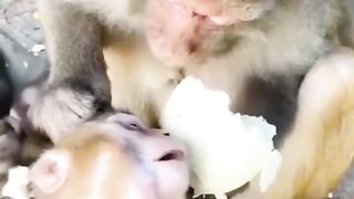 Funny Monkey Viral Video 12