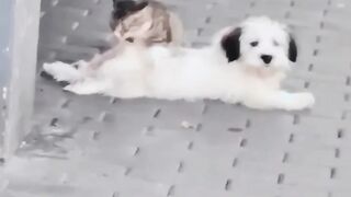 Funny Cat Videos Funny animals Video part1
