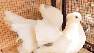 White American breeder pair