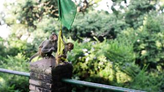 Monkey Temple Nepal #Syambhunath Temple
