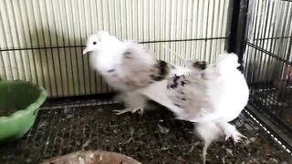 Silver sadal breeder pigeon