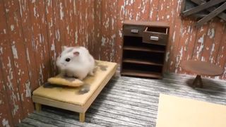 Hamster story