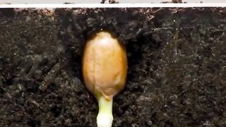 Plant Grow Time lap