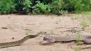 Snake Fight