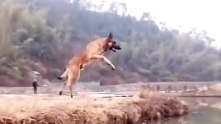 What dogs can do????????