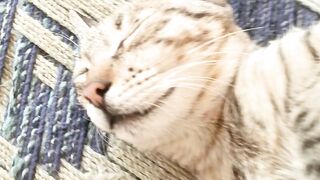 Cat video 17