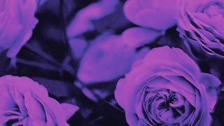 Shadows   PASTEL GHOST