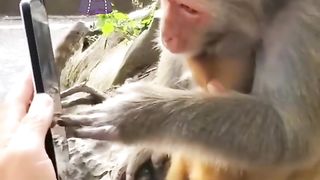 Funny Monkey Viral Video 13