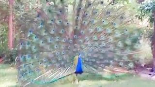 Beautiful Peacock Dancing | Best Nature Beauty | Calm and Relax |