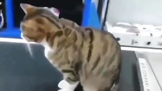 Funny cat video... 2