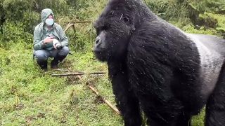 Have you ever seen Gorilla chest beat???