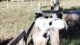 Counting the sheep.. ????