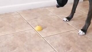 Funny | Canine Comedy: The Dog Repellent Dilemma | FunFM