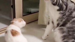 cute animals 6