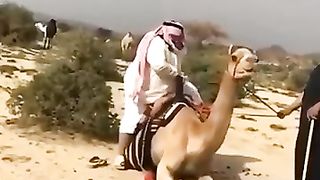 Funny | Desert Drama: When the Camel Rejects Him! | FunFM
