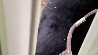 Funny | Unbearable Surprise: Man Finds a Bear at His Window! | FunFM