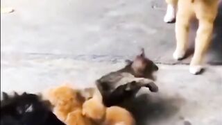 funny cats 20