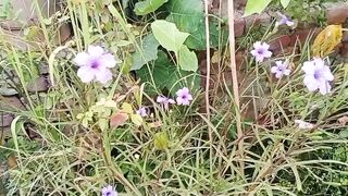 اپ کی سبزی اور پھل کے سائز کو بڑا کر سکتے ہیں