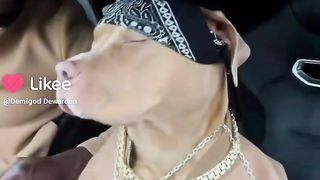 Reaction of bull dog ???? rast