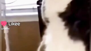 Reaction of cut