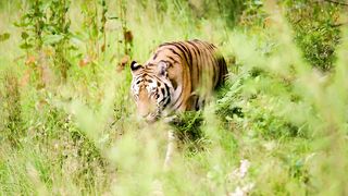 Unique Tigers Collection 8K HDR 60FPS ULTRA HD