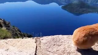 when your friends are being lame, travel with a bunny instead.