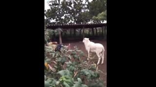 Best Funny Videos Compilation PART 4