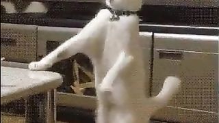 funny animals videos 5